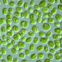 中國小球藻