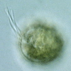 Platymonas扁藻