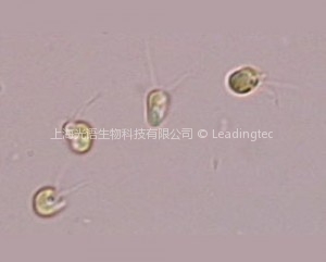 湛江等鞭金藻 Isochrysis zhangjiangensis
