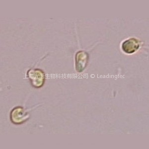 湛江等鞭金藻 Isochrysis zhangjiangensis