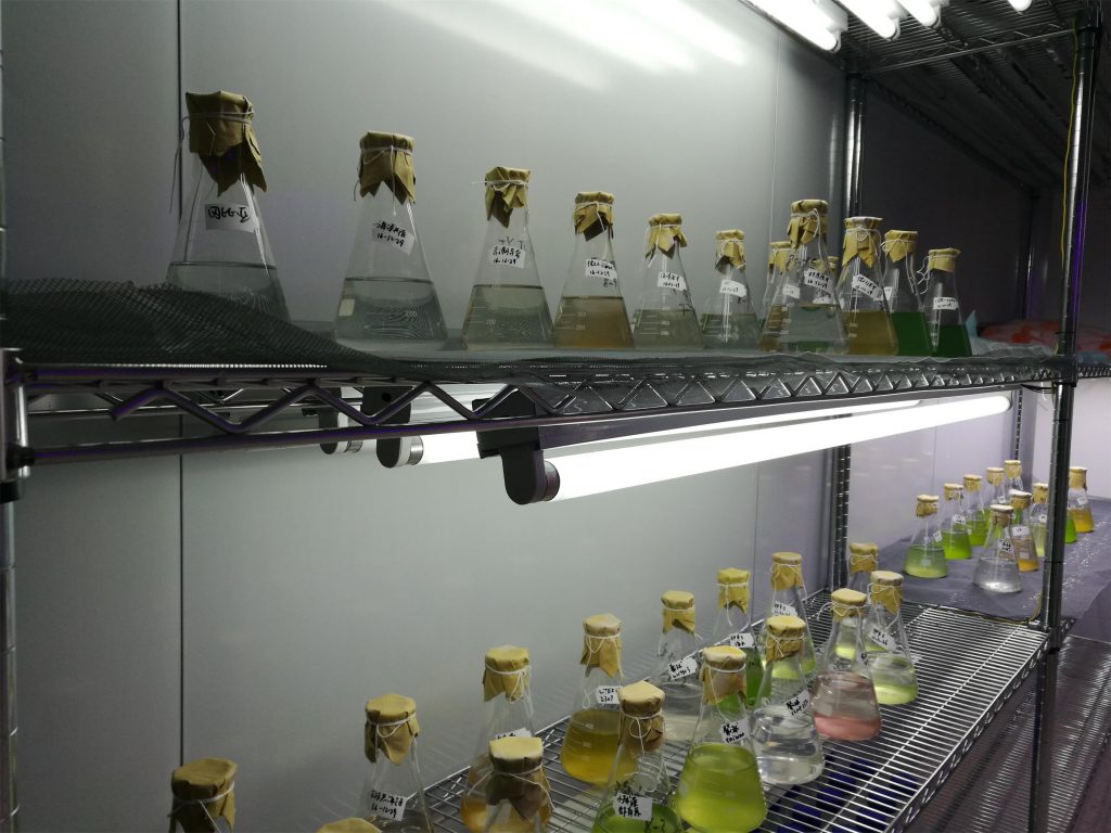 光語生物藻種保存