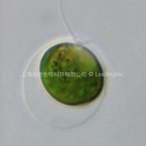 萊茵衣藻 Chlamydomonas