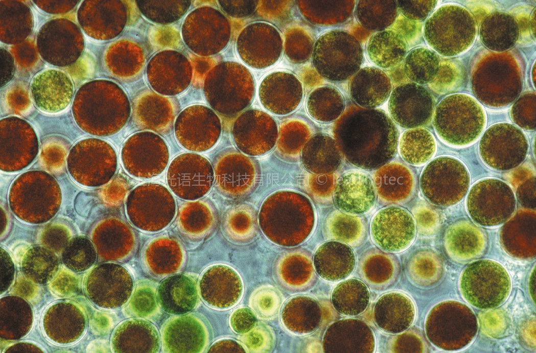 雨生紅球藻Haematococcus pluvialis