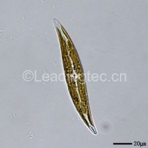 舟形藻科的斜紋硅藻 Pleurosigma sp.