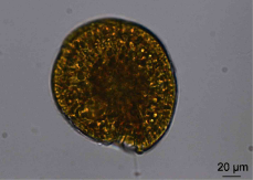單細胞的岡比亞藻