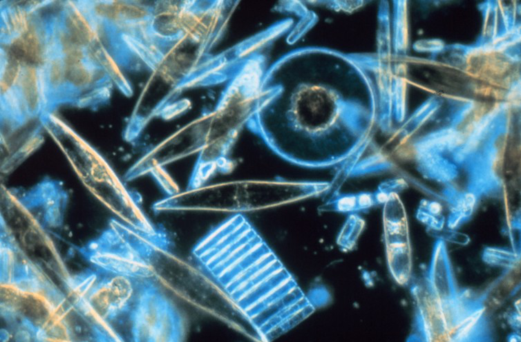 顯微鏡下的硅藻 Prof. Gordon T. Taylor, Stony BrookUniversity/wikimedia
