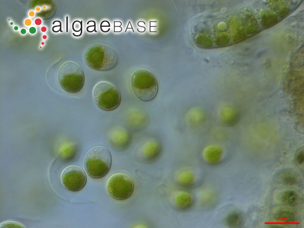 圖1.小球藻，Chlorella?vulgaris?Beyerinck （Algaebase：5688）
