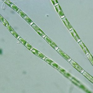 同形黃絲藻 (GY-H59 Tribonema aequale)