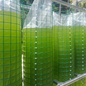 薄膜反應器養藻