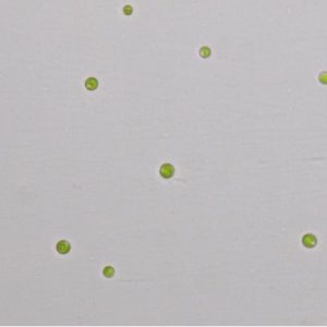 GY-D27淡水普通小球藻ZF藻株