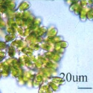 GY-D29布朗葡萄藻B12藻株Botryococcus braunii