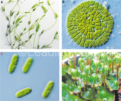 兩個最新單細胞綠藻的基因組 - 陸地植物的共同祖先