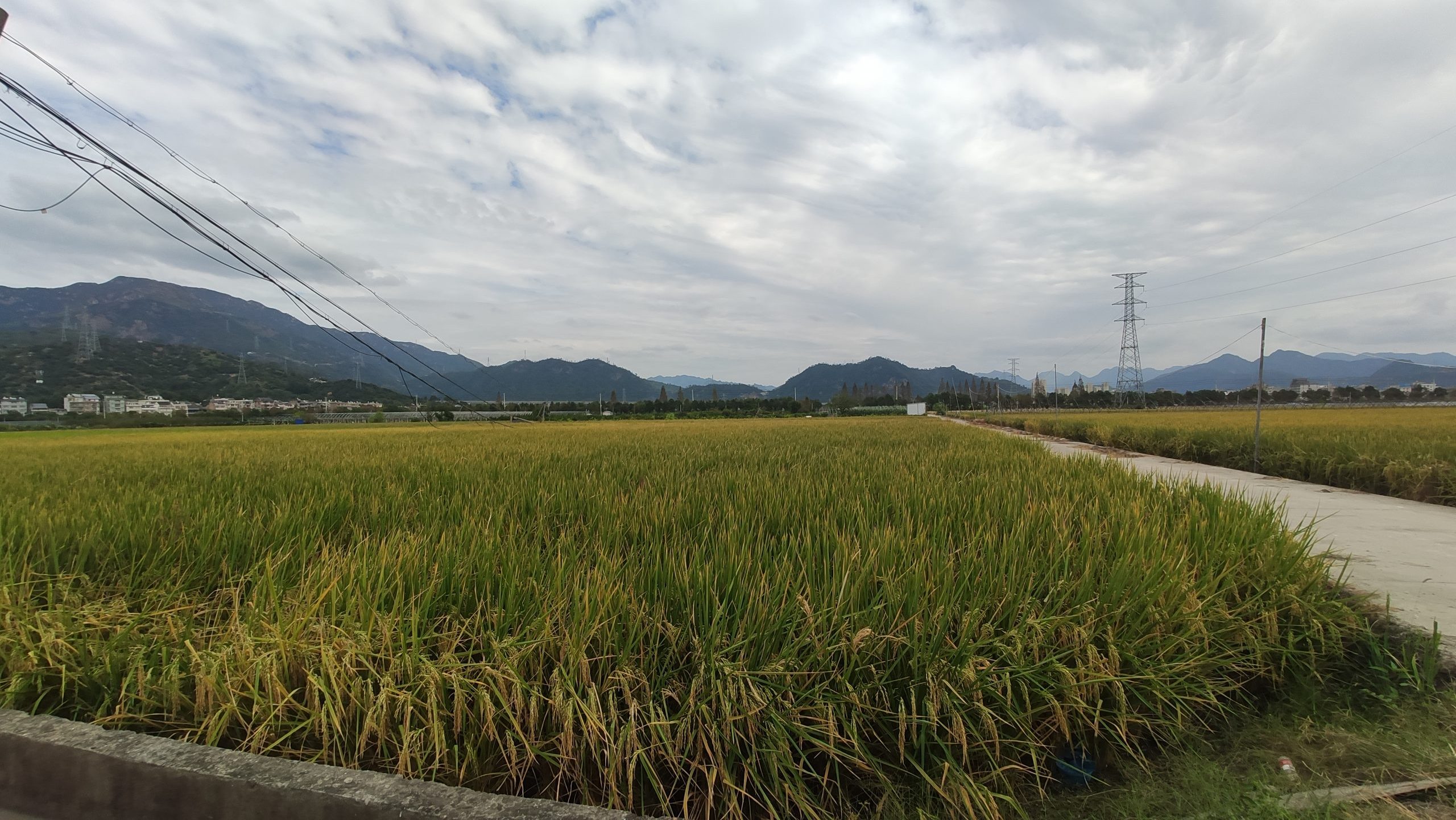 生物多樣性豐富的水稻田