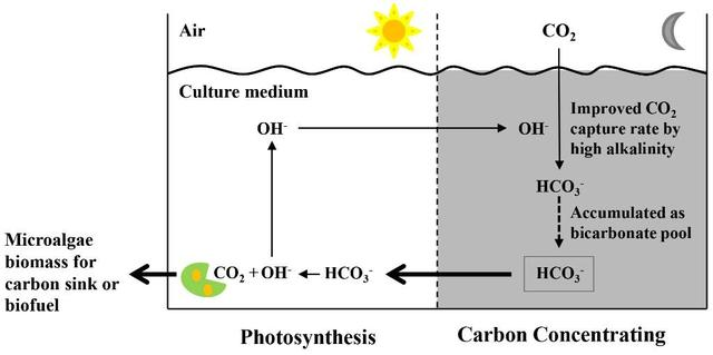 “碳池”高效固定空氣CO2為微藻生長快速供碳