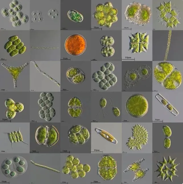 奇形怪狀的微藻