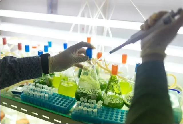 實驗室培養過程中的微藻